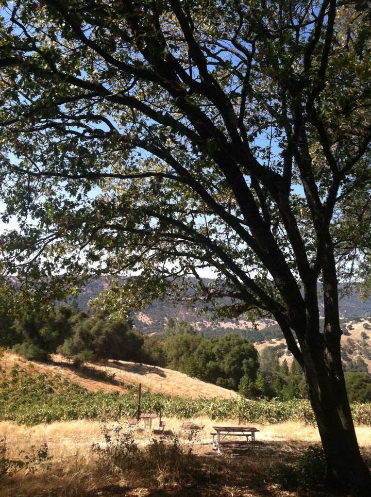 Amador-wine-country-story-sept